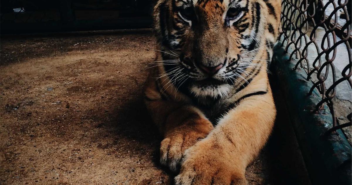 Nesnelerin İnterneti (IoT): Geleceğin Teknolojisi