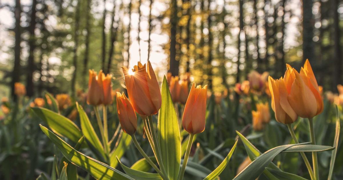 CDN (Content Delivery Network) Çalışma Mantığı: Hızlı ve Güvenli İnternet İçin Profesyonel Çözüm